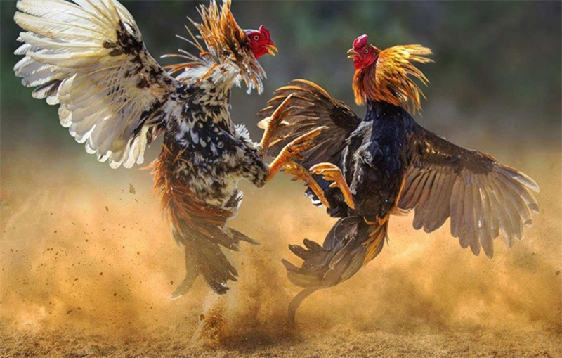 History and Origin of Applied Fighting Cock
