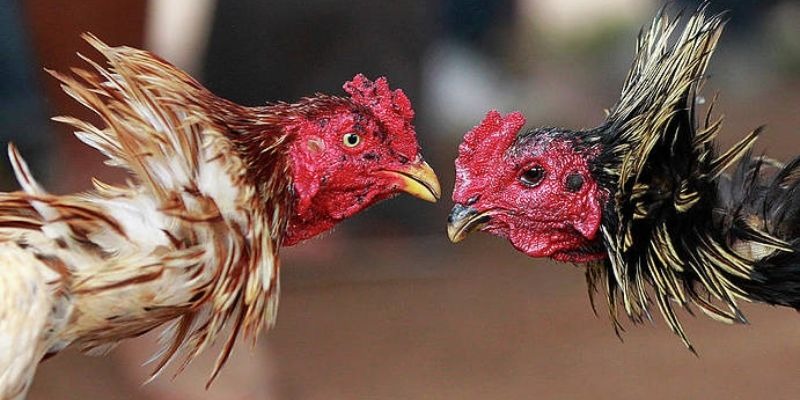 Evaluation of fighting cocks